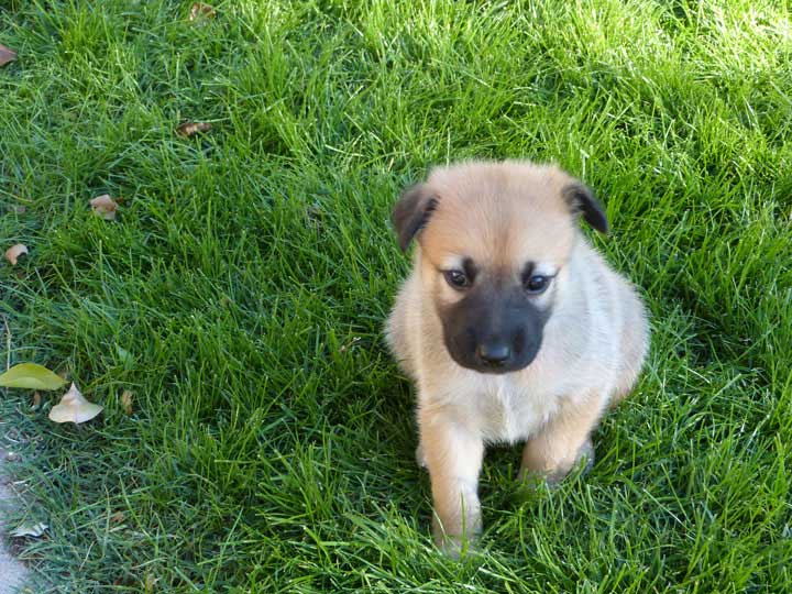 chinook dog